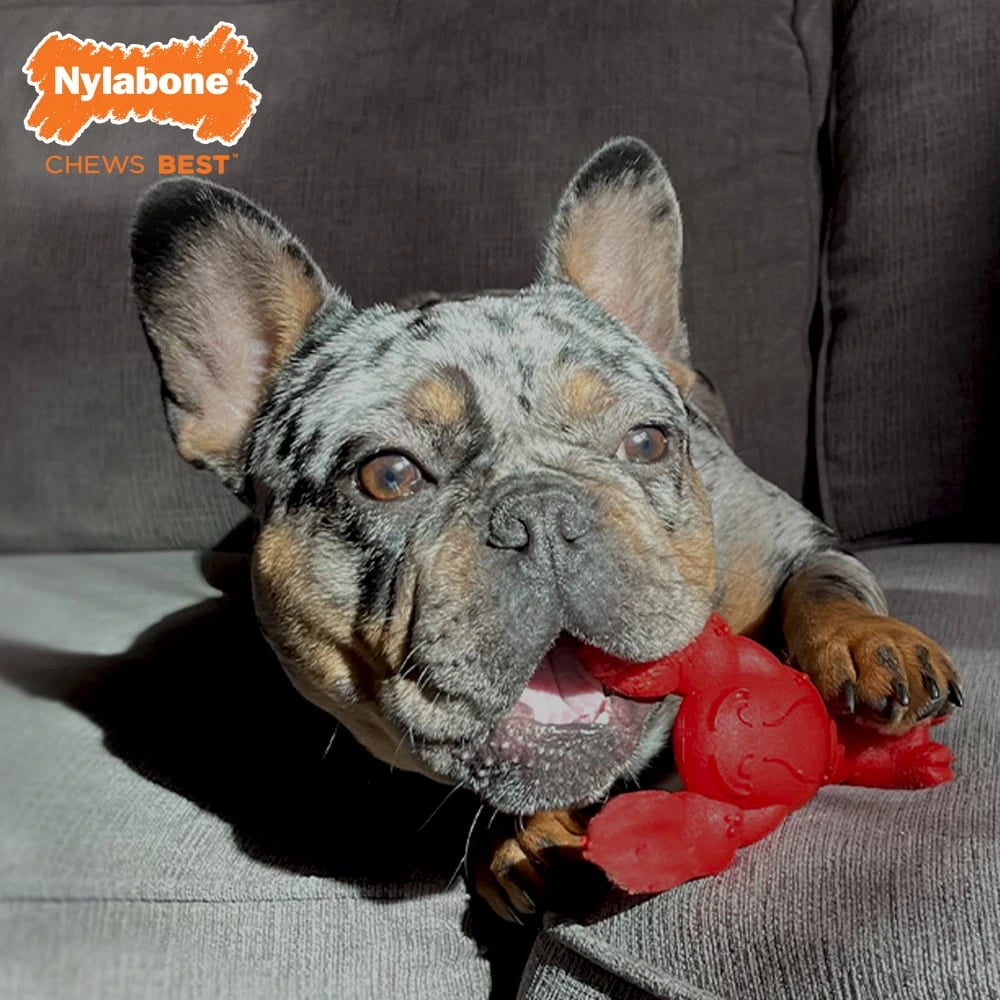 Nylabone Power Chew - Juguete para perros con forma de langosta sabor filet mignon