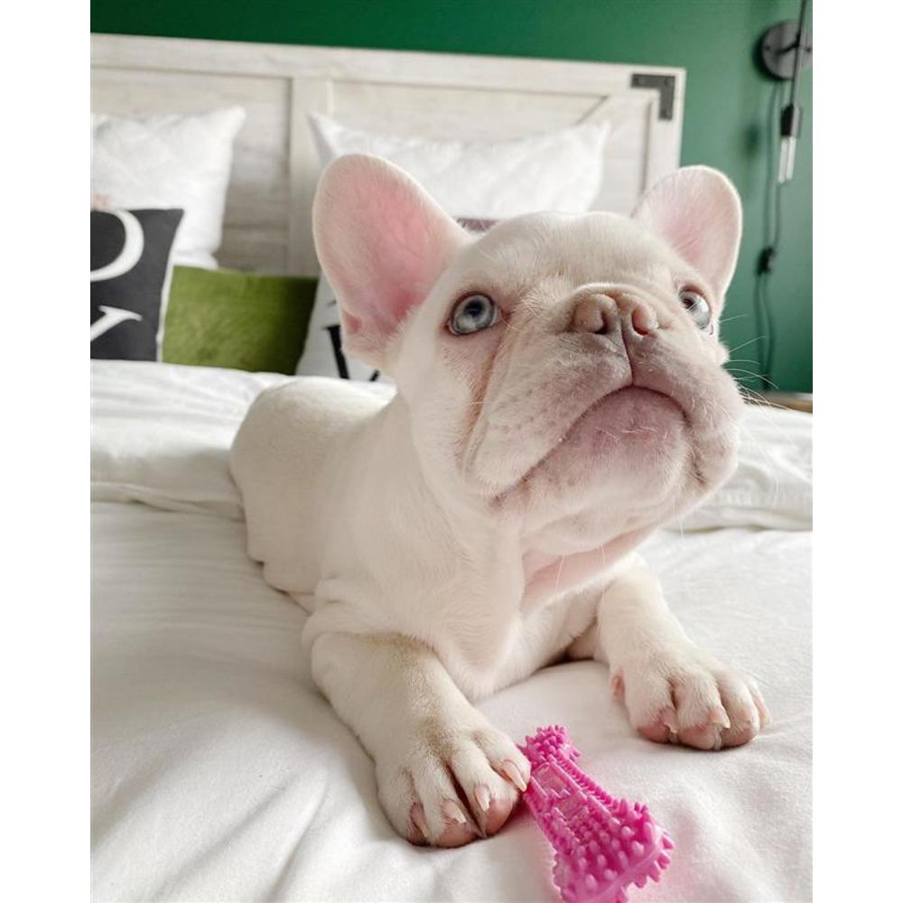 Nylabone Puppy Chew Best - Juguete masticable texturizado para cachorros en etapa de dentición sabor pollo