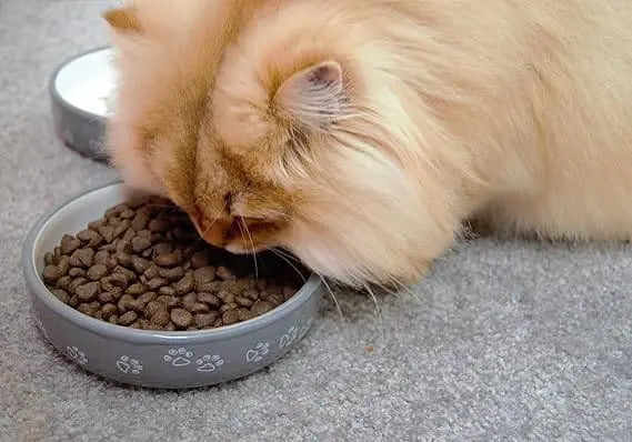 Amanova Gato Adulto Esterilizado Salmón Deluxe