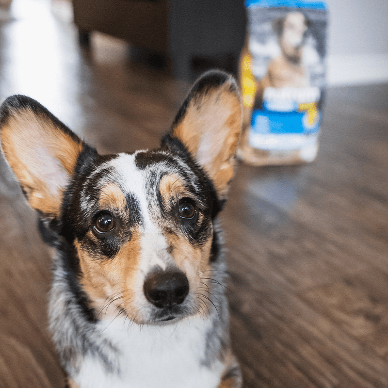 Nutram S6 Sound Adult Dog