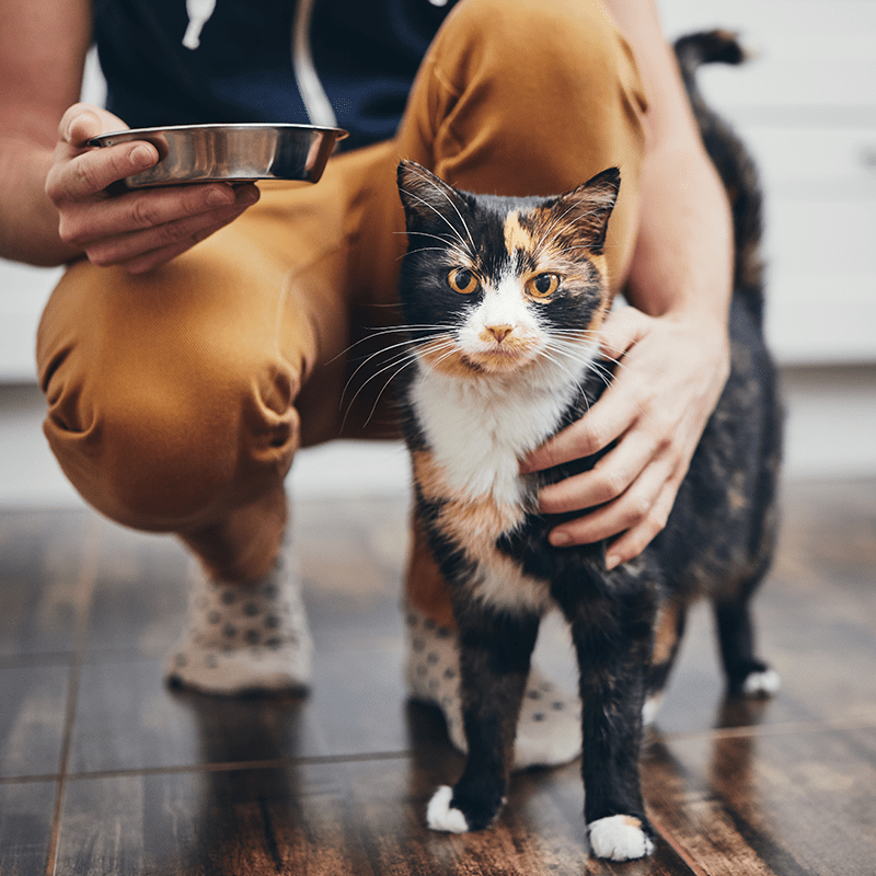 Nutram S5 Adult & Senior Cat