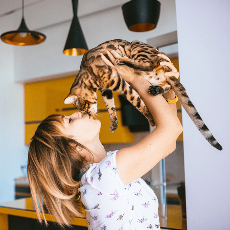 Nutram I17 Indoor Cat