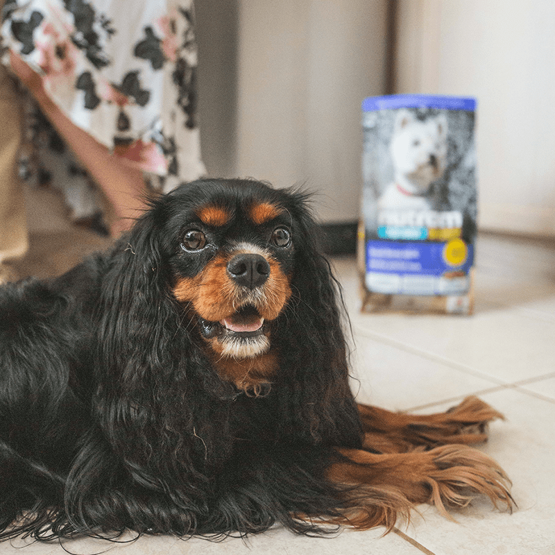 Nutram S7 Small Breed Adult