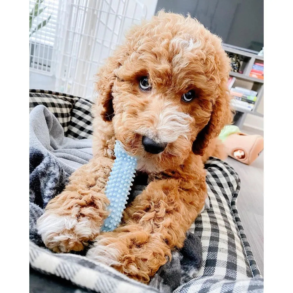 Nylabone Puppy Chew Best - Juguete masticable texturizado para cachorros en etapa de dentición sabor pollo