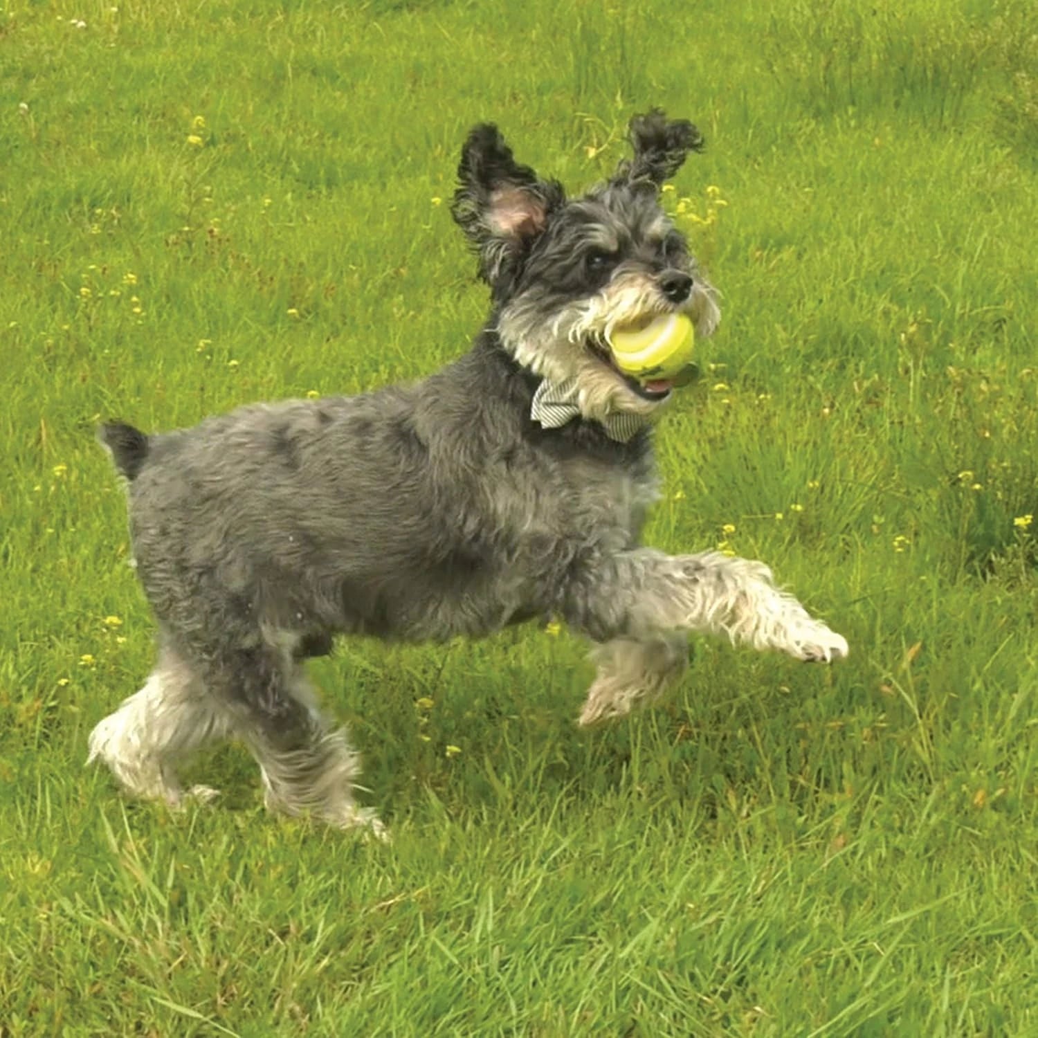 Nylabone Power Play Tennis Gripz - Pelota de tenis para perros