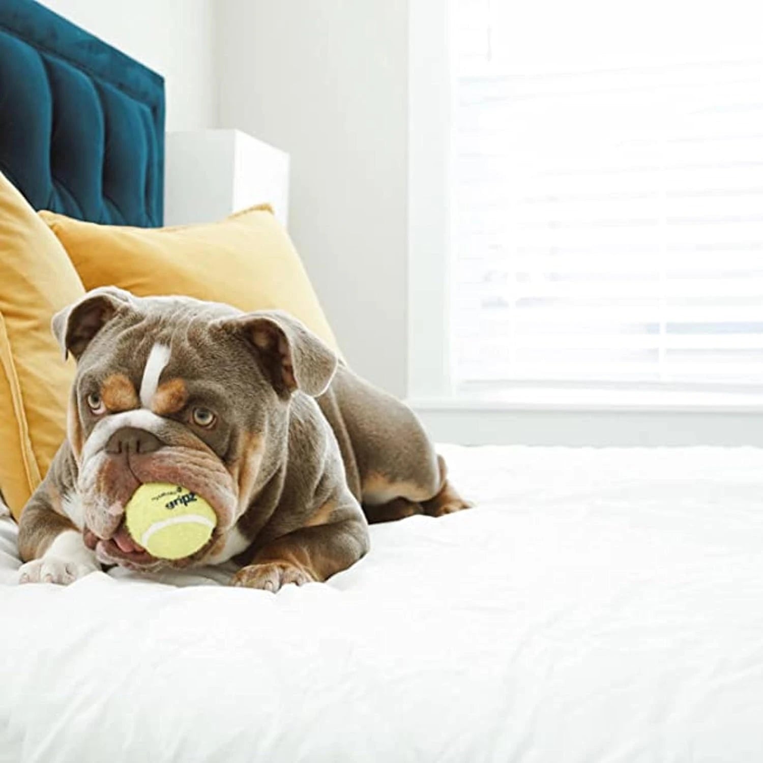 Nylabone Power Play Tennis Gripz - Pelota de tenis para perros