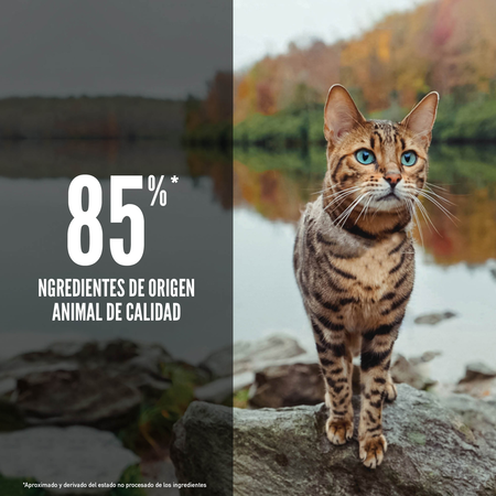 Orijen Grain-Free Six Fish Gatos Adultos y Gatitos